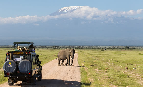 3-Days Amboseli Safari from Nairobi | See Kenya's Famous Wildlife 